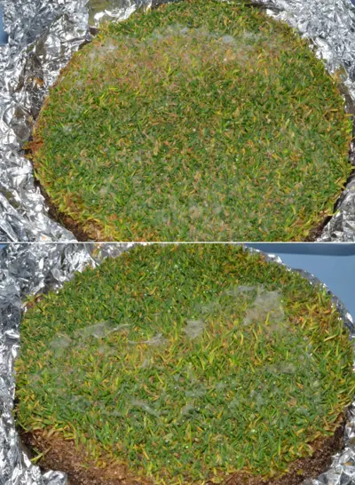 Brown ring patch