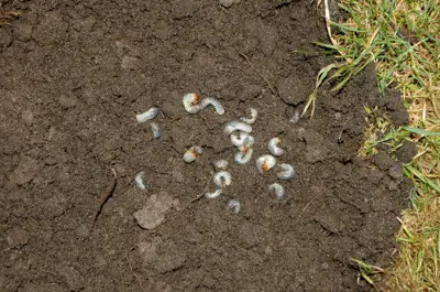 Masked chafer grubs