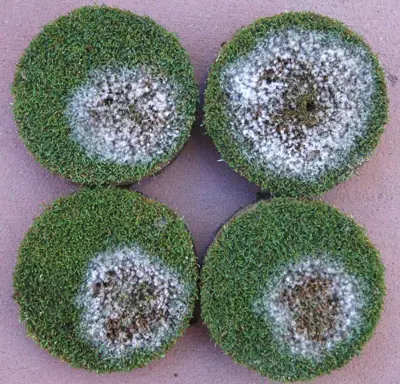 Microdochium patch (pink snow mold)