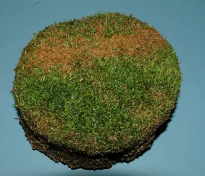 Rapid blight on Poa annua