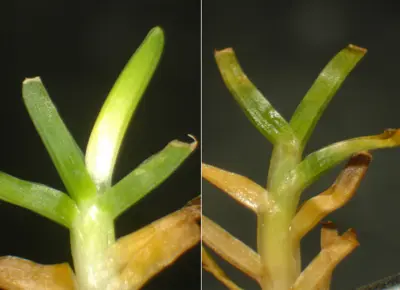 Rapid blight on Poa annua