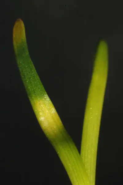 Low-temperature chlorosis