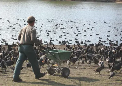 Feeding coots