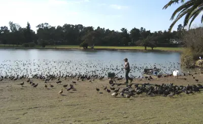 Feeding coots