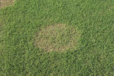spring dead spot