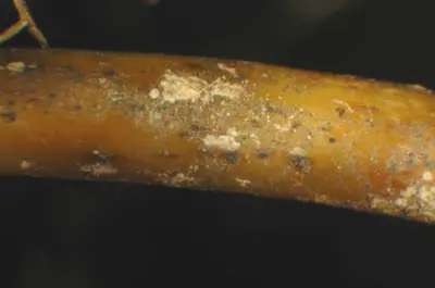 bermuda stolon spring dead spot