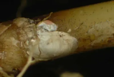 Bermudagrass scale