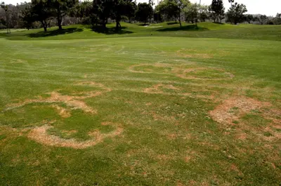 Presumed fairyring