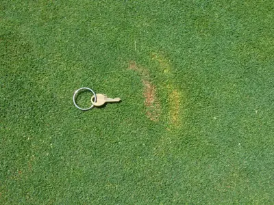Persistent Waitea on poa/bent green