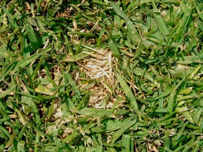 Billbug damage on kikuyugrass