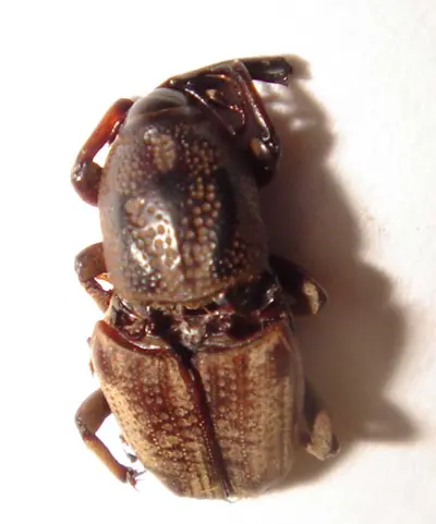 Phoenix (Phoenician) billbug