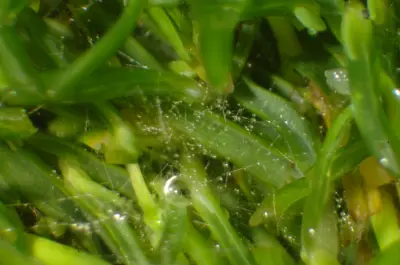 Southern blight on Poa annua