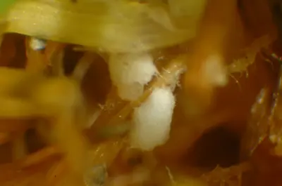 Southern blight sclerotia