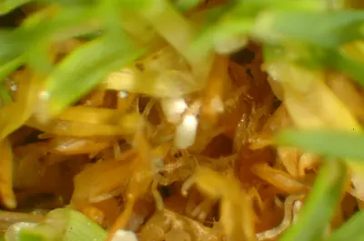 Southern blight primordial sclerotia