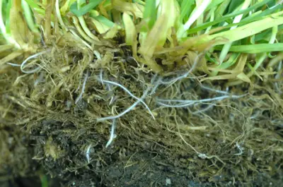 Poa annua root system: healthy, but shallow