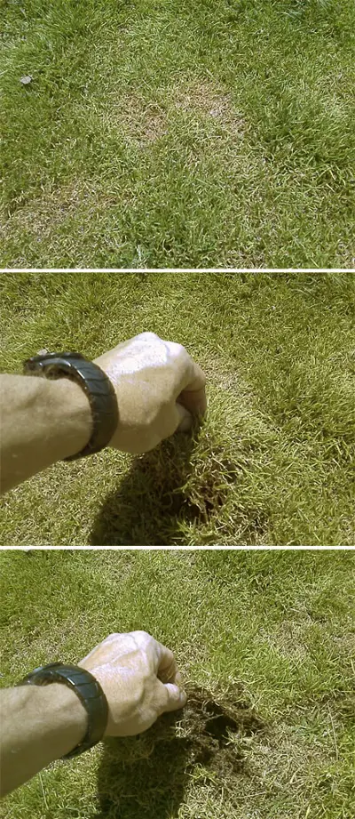 Diagnosing a Poa annua problem