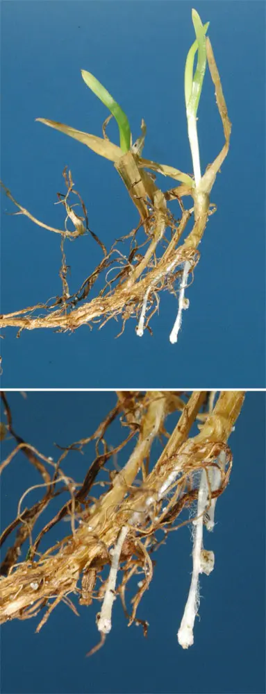 Poa annua root damage