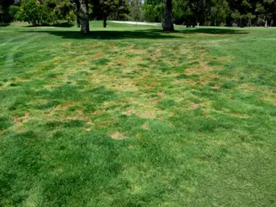Poa annua damage