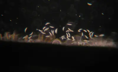 Fusarium spore micrograph taken using Martin Microscope adapter