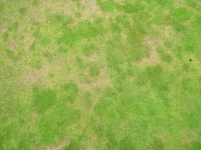 Helicotylenchus on bent-fescue
