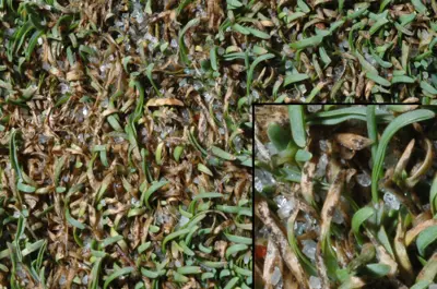 Anthracnose