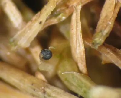Bentgrass dead spot