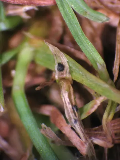 Bentgrass dead spot