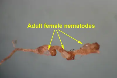 Nematode galls on root