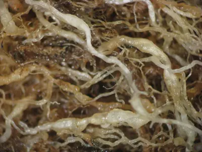 Nematode infected roots
