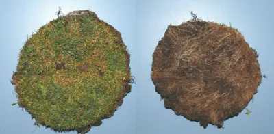 Nematode infected poa