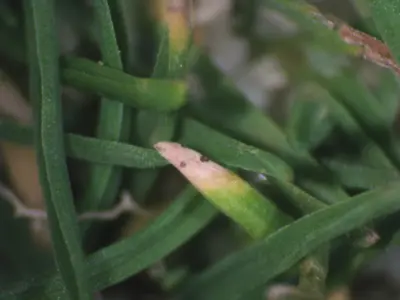 Anthracnose on leaf tip