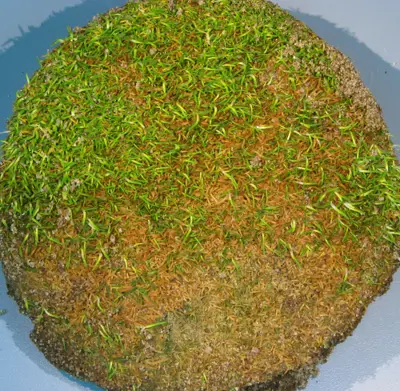 Rapid blight and salts