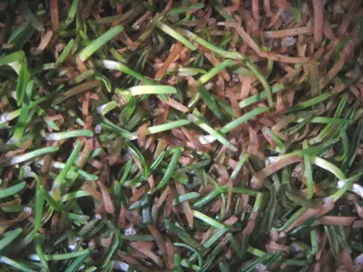 Rapid blight and salts