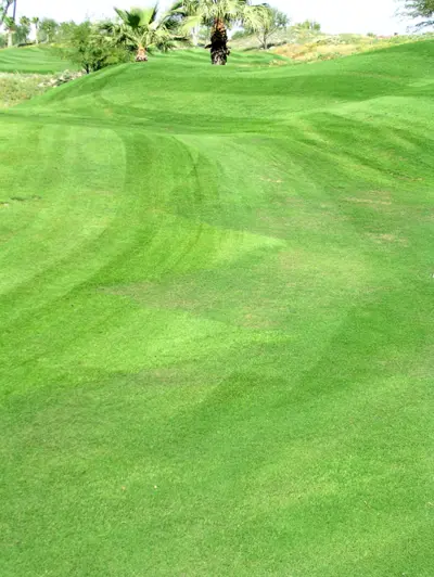 Pythium on overseeded fairway