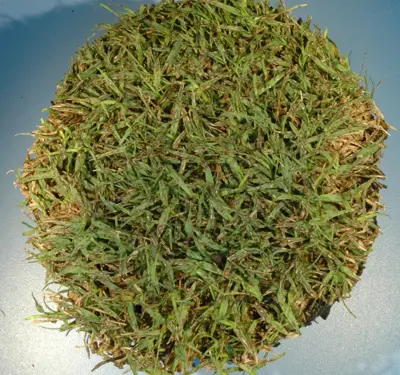 Bipolaris cynodontis