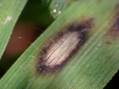 Bipolaris cynodontis