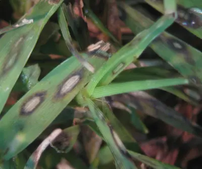 Bipolaris cynodontis