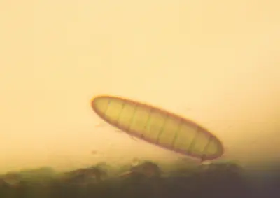 Bipolaris cynodontis