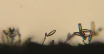 Bipolaris cynodontis