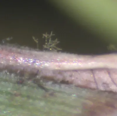 Bioplaris cynodontis