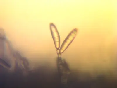 Bipolaris cynodontis