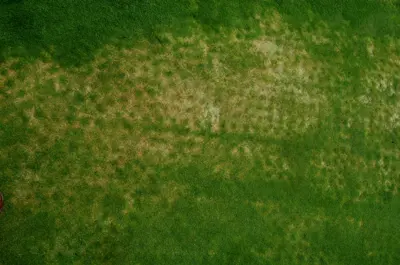 Rapid blight and salts