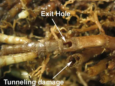 Billbug damage on kikuyugrass