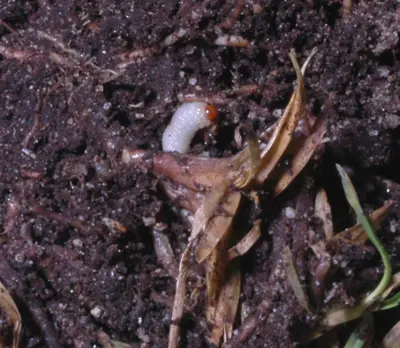 Billbug grub
