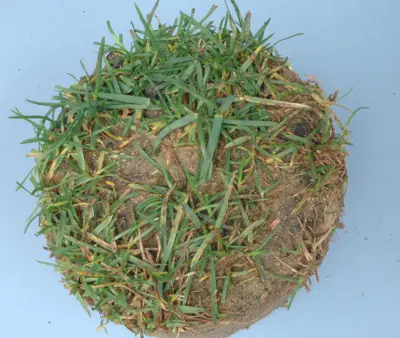 Rust on Kentucky bluegrass