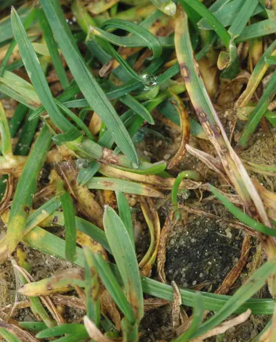 Rust pustules