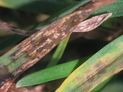 Rust pustules