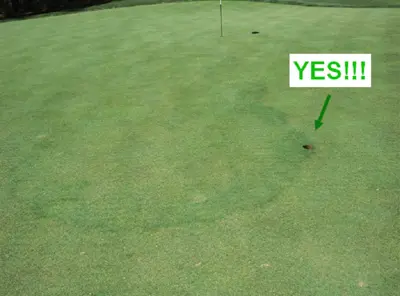 Fairy ring sample submission