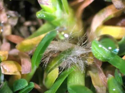 Dollar spot
