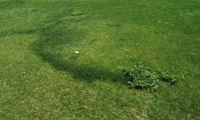 Fairy ring